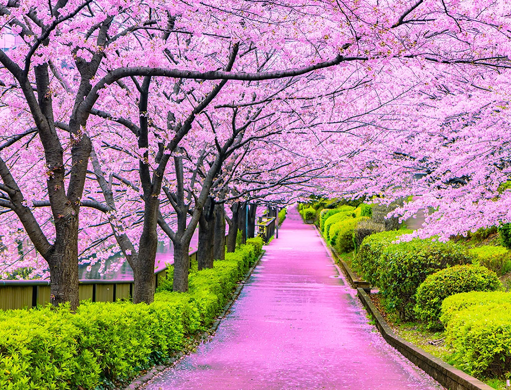 Sakura Season in Japan, A Beautiful Springtime Tradition